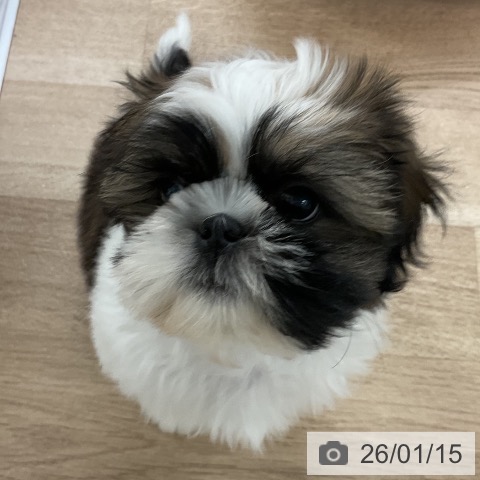 福岡県のシーズー (ペットプラス 八幡東店/2025年11月10日生まれ/男の子/ホワイトゴールド)の子犬の4枚目の画像