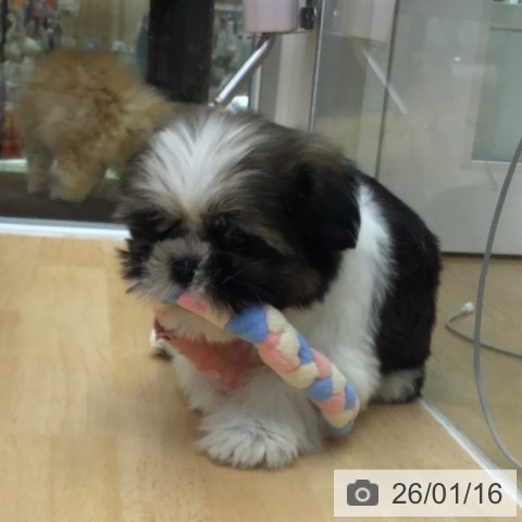 福岡県のシーズー (ペットプラス 福岡店/2025年11月10日生まれ/男の子/ゴールドホワイト)の子犬の4枚目の画像