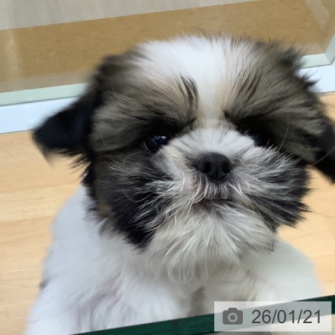 福岡県のシーズー (ペットプラス 福岡店/2025年11月10日生まれ/男の子/ゴールドホワイト)の子犬の4枚目の画像