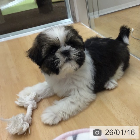 福岡県のシーズー (ペットプラス 福岡店/2025年11月10日生まれ/男の子/ゴールドホワイト)の子犬の3枚目の画像