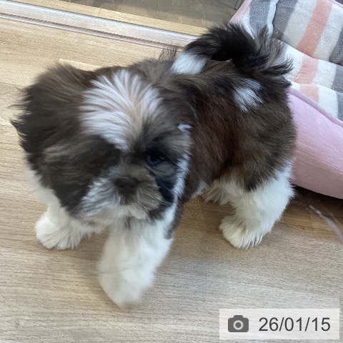 福岡県のシーズー (ペットプラス ららぽーと福岡店/2025年11月10日生まれ/男の子/ゴールドホワイト)の子犬の4枚目の画像