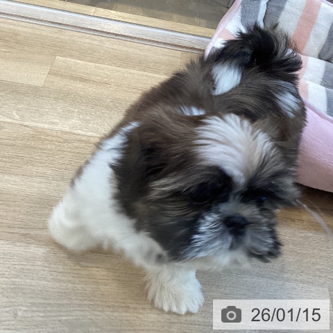 福岡県のシーズー (ペットプラス ららぽーと福岡店/2025年11月10日生まれ/男の子/ゴールドホワイト)の子犬の3枚目の画像