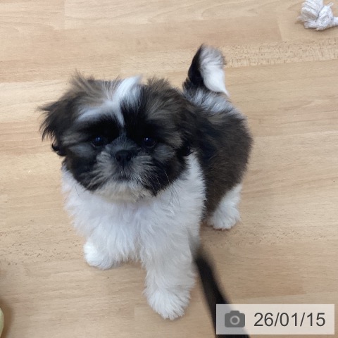 福岡県のシーズー (ペットプラス 福岡伊都店/2025年11月10日生まれ/女の子/ゴールドホワイト)の子犬の3枚目の画像