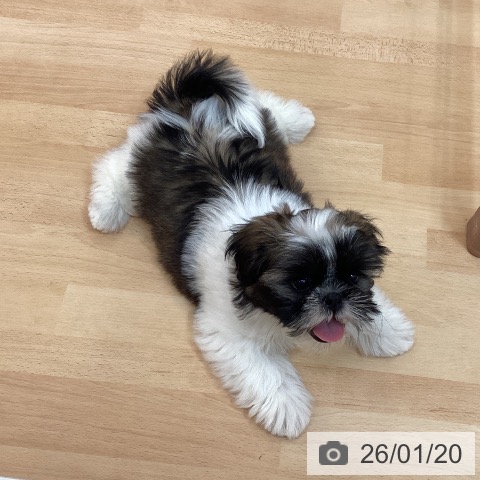 福岡県のシーズー (ペットプラス 福岡伊都店/2025年11月10日生まれ/女の子/ゴールドホワイト)の子犬の3枚目の画像