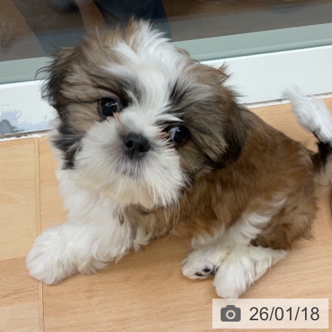 千葉県のシーズー (ペットプラス 成田店/2025年11月10日生まれ/男の子/ゴールドホワイト)の子犬の4枚目の画像