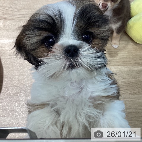 シー・ズーの写真