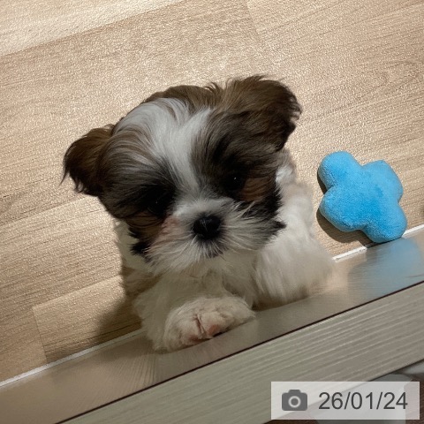 シー・ズーの写真