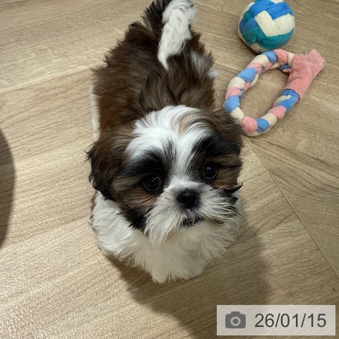 埼玉県のシーズー (ペットプラス イオンモール春日部店/2025年11月10日生まれ/男の子/ゴールドホワイト)の子犬の3枚目の画像