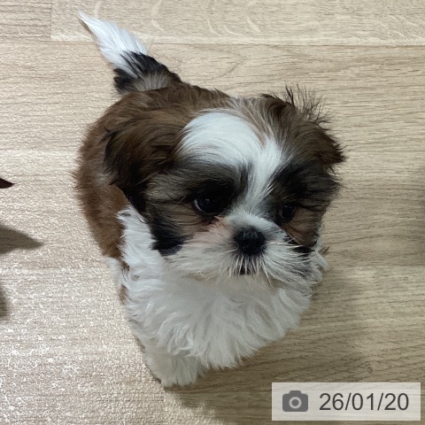 埼玉県のシーズー (ペットプラス イオンモール春日部店/2025年11月10日生まれ/男の子/ゴールドホワイト)の子犬の4枚目の画像