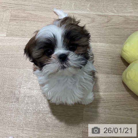 埼玉県のシーズー (ペットプラス イオンモール春日部店/2025年11月10日生まれ/男の子/ゴールドホワイト)の子犬の3枚目の画像