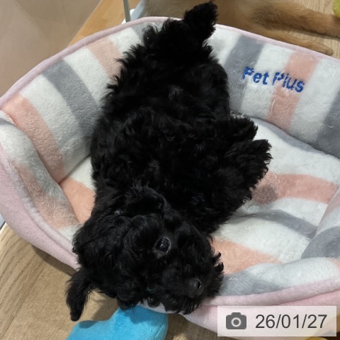 福岡県のトイプードル(トイ) (ペットプラス 小倉南店/2025年11月14日生まれ/男の子/ブラック)の子犬の4枚目の画像