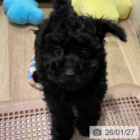福岡県のトイプードル(トイ) (ペットプラス 小倉南店/2025年11月14日生まれ/男の子/ブラック)の子犬の3枚目の画像