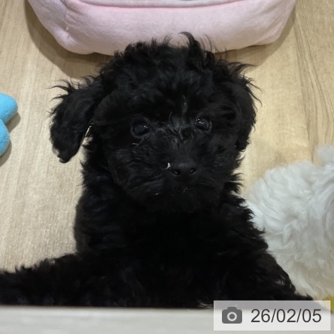 福岡県のトイプードル(トイ) (ペットプラス 小倉南店/2025年11月14日生まれ/男の子/ブラック)の子犬の3枚目の画像