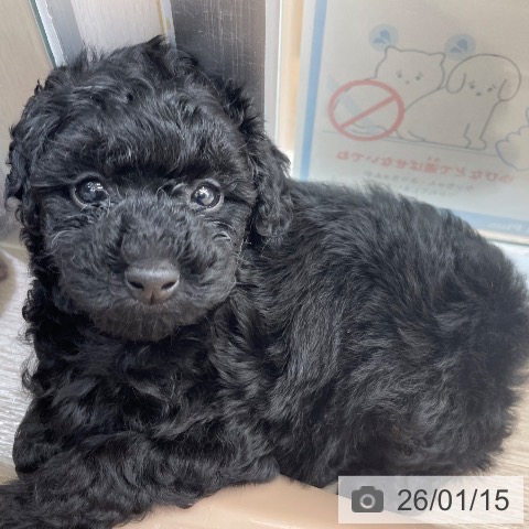 沖縄県のトイプードル(トイ) (ペットプラス 南風原店/2025年11月14日生まれ/女の子/ブラック)の子犬の4枚目の画像