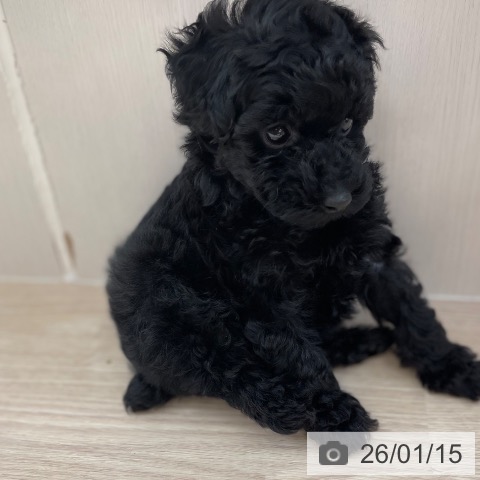 沖縄県のトイプードル(トイ) (ペットプラス 南風原店/2025年11月14日生まれ/女の子/ブラック)の子犬の3枚目の画像