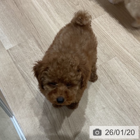 埼玉県のトイプードル(トイ) (ペットプラス ららぽーと富士見店/2025年11月13日生まれ/男の子/レッド)の子犬の3枚目の画像