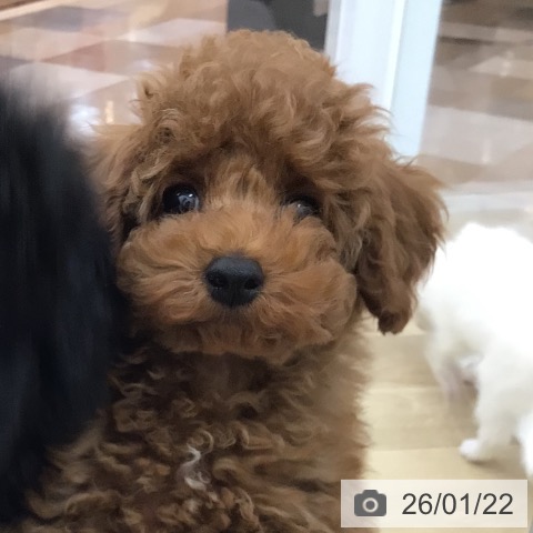 宮崎県のトイプードル(トイ) (ペットプラス 宮崎店/2025年11月13日生まれ/男の子/レッド)の子犬の4枚目の画像