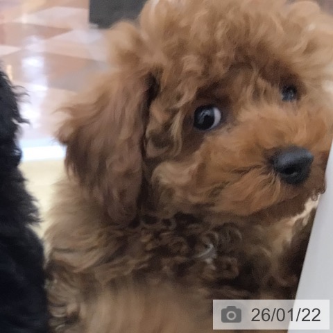 宮崎県のトイプードル(トイ) (ペットプラス 宮崎店/2025年11月13日生まれ/男の子/レッド)の子犬の3枚目の画像