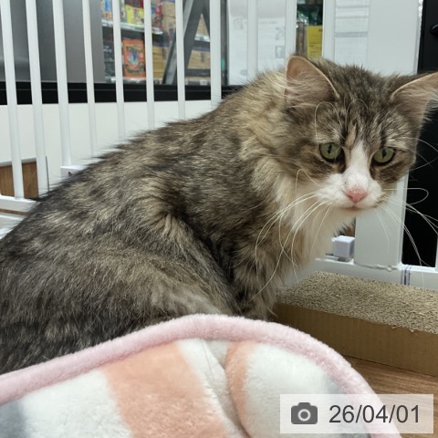 ノルウェージャンフォレストキャットの写真