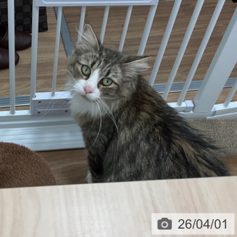 ノルウェージャンフォレストキャットの写真