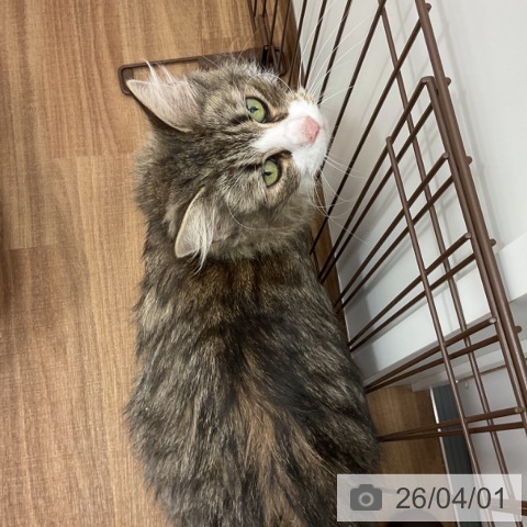 ノルウェージャンフォレストキャットの写真