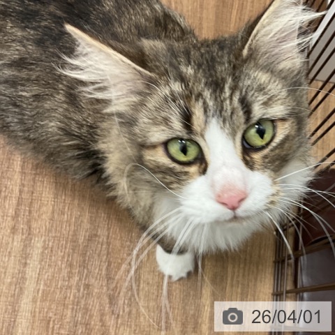 ノルウェージャンフォレストキャットの写真