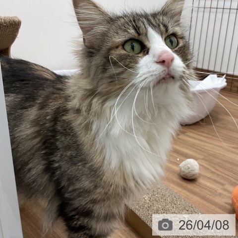 ノルウェージャンフォレストキャットの写真