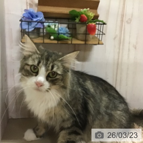 ノルウェージャンフォレストキャットの写真