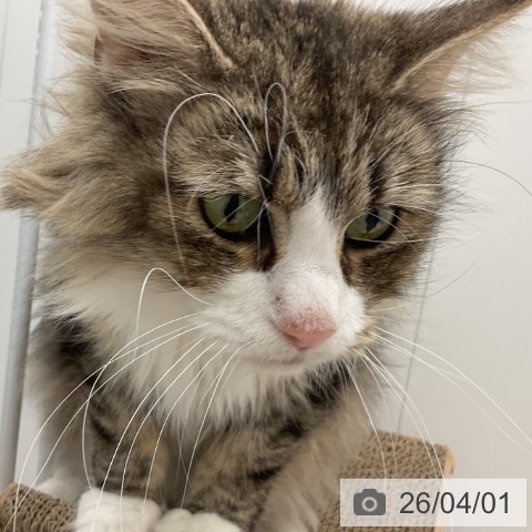 ノルウェージャンフォレストキャットの写真