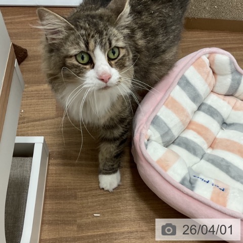 ノルウェージャンフォレストキャットの写真