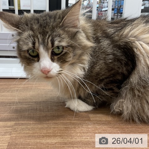 ノルウェージャンフォレストキャットの写真