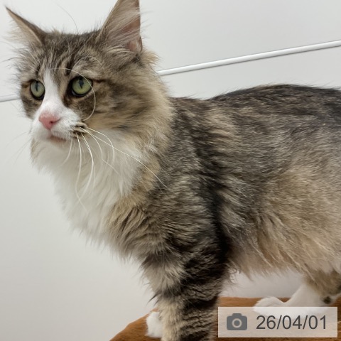 ノルウェージャンフォレストキャットの写真