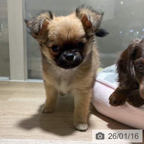 神奈川県のチワワ(ロング) (ペットプラス 湘南平塚店/2025年11月14日生まれ/男の子/レッド)の子犬の3枚目の画像