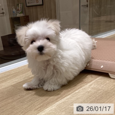 東京都のマルチーズ (ペットプラス MARK IS 葛飾かなまち店/2025年11月12日生まれ/男の子/ホワイト)の子犬の4枚目の画像