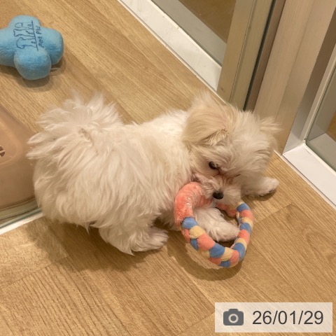 東京都のマルチーズ (ペットプラス MARK IS 葛飾かなまち店/2025年11月12日生まれ/男の子/ホワイト)の子犬の3枚目の画像