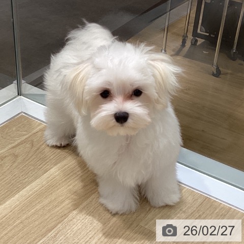 東京都のマルチーズ (ペットプラス MARK IS 葛飾かなまち店/2025年11月12日生まれ/男の子/ホワイト)の子犬の4枚目の画像