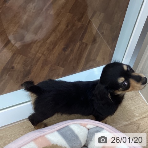 千葉県のカニンヘンダックスフンド(ロング) (ペットプラス 船橋店/2025年11月14日生まれ/男の子/ブラックタン)の子犬の4枚目の画像