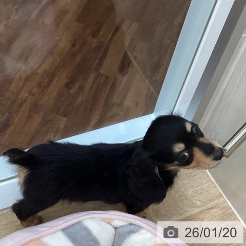 千葉県のカニンヘンダックスフンド(ロング) (ペットプラス 船橋店/2025年11月14日生まれ/男の子/ブラックタン)の子犬の3枚目の画像