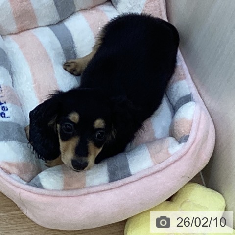 千葉県のカニンヘンダックスフンド(ロング) (ペットプラス 船橋店/2025年11月14日生まれ/男の子/ブラックタン)の子犬の3枚目の画像
