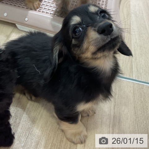 長野県のカニンヘンダックスフンド(ロング) (ペットプラス 長野店/2025年11月14日生まれ/男の子/ブラックタン)の子犬の3枚目の画像