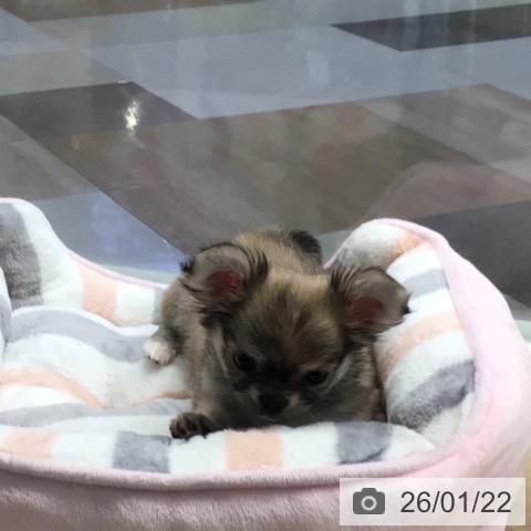 宮崎県のチワワ(ロング) (ペットプラス 宮崎店/2025年11月14日生まれ/男の子/フォーンホワイト)の子犬の4枚目の画像