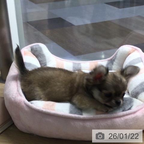 宮崎県のチワワ(ロング) (ペットプラス 宮崎店/2025年11月14日生まれ/男の子/フォーンホワイト)の子犬の3枚目の画像