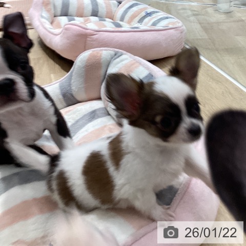 茨城県のチワワ(ロング) (ペットプラス つくば店/2025年11月14日生まれ/男の子/ホワイトレッド)の子犬の4枚目の画像