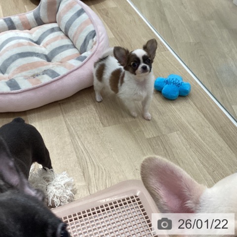 茨城県のチワワ(ロング) (ペットプラス つくば店/2025年11月14日生まれ/男の子/ホワイトレッド)の子犬の3枚目の画像