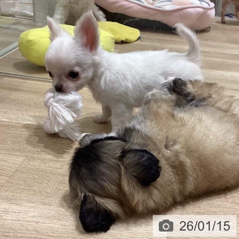 長野県のチワワ(ロング) (ペットプラス 須坂店/2025年11月14日生まれ/男の子/ホワイトクリーム)の子犬の4枚目の画像