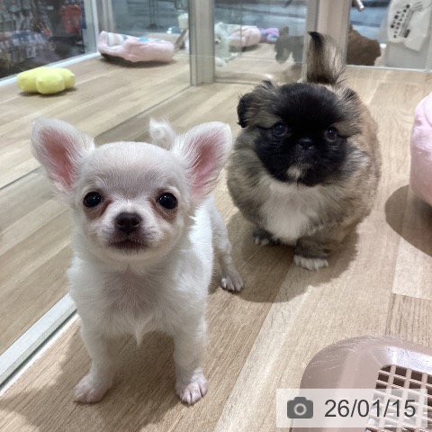 長野県のチワワ(ロング) (ペットプラス 須坂店/2025年11月14日生まれ/男の子/ホワイトクリーム)の子犬の3枚目の画像