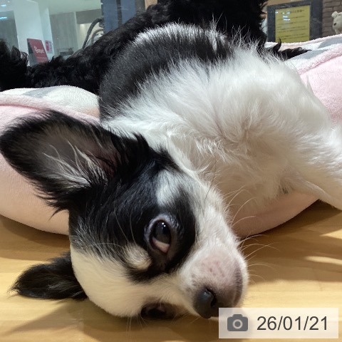 神奈川県のチワワ(ロング) (ペットプラス ビアレ横浜店/2025年11月11日生まれ/女の子/パーティーカラー)の子犬の4枚目の画像