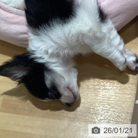 神奈川県のチワワ(ロング) (ペットプラス ビアレ横浜店/2025年11月11日生まれ/女の子/パーティーカラー)の子犬の3枚目の画像