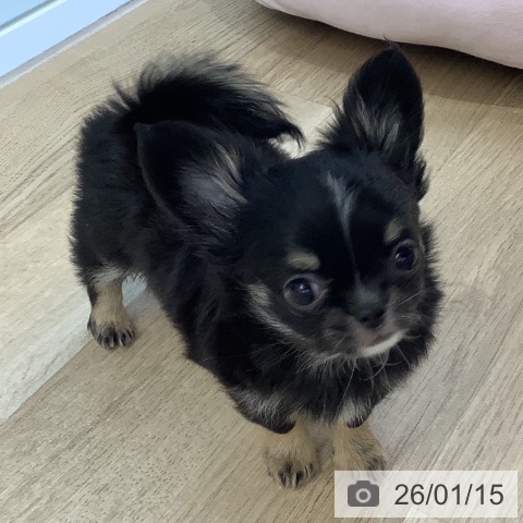 千葉県のチワワ(ロング) (ペットプラス 船橋店/2025年11月12日生まれ/男の子/ブラックタンホワイト)の子犬の3枚目の画像