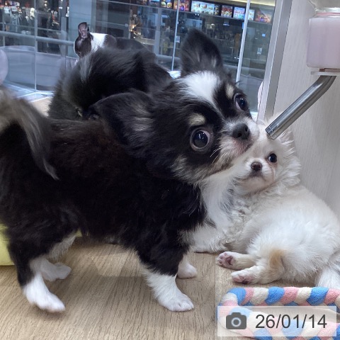 東京都のチワワ(ロング) (ペットプラス むさし村山店/2025年11月12日生まれ/女の子/ブラックタンホワイト)の子犬の3枚目の画像